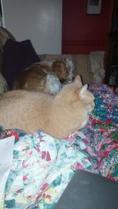 1782390_10205602024122597_1910890907025449439_o