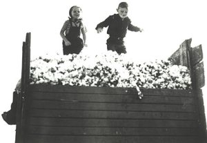 This doesn't happen anymore - the new technology makes cotton into bales right there in the field as soon as it is picked.
